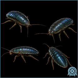 Cave Roach, a small Viewros crawler observed among stone debris in the Great Mines natural-cavern passages.