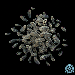 Department of Scientific Intelligence archive signal scan for Fleech Swarm.