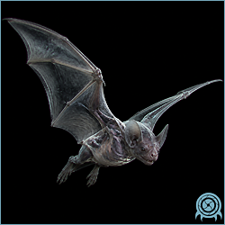 Department of Scientific Intelligence archive scan of Flicker Bat showing optically camouflaged aerial scavenger telemetry, sonar navigation, cyclical flight route, and insect-feeding behavior.