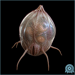 Fly Pod, a stationary translucent gelatinous BOTTLE SHIP structure with a ribbed teardrop body, red-green internal patterning, and fine anchoring appendages.