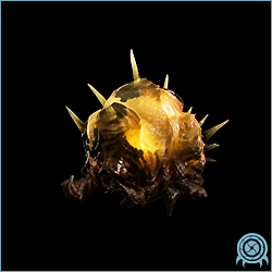 Department of Scientific Intelligence xenobiology scan of the Gelbug showing membranous flight structures, light chitin, ceiling-perch posture, and gel-supported impact tissue.
