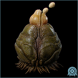 Ghaspore rooted to a humid Viewros rock face in Fury Green, its hard closed periostracum surrounding a developing sporangium.