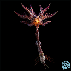 Department of Scientific Intelligence xenobiology scan of the Gragnol Adult showing shielded aerial exoskeleton, heavy tail, stinger anatomy, and Bryyonian hive-territory posture.