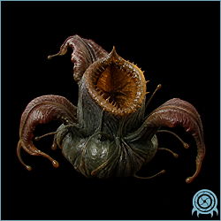 Heatstrap, a stationary dark green and brown Shimmerstrap-related organism attached to rock, with a broad ridged central cup and curling outer lobes.