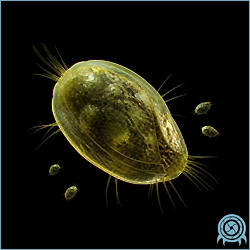 Homing Spore floating above a Viewros jungle floor, its pouch-like body expanded with gas and thorny tactile receptors extending toward a nearby organism.