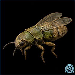 Department of Scientific Intelligence archive signal scan for ZDR Insect.