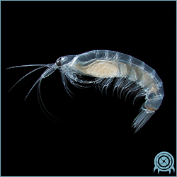 Department of Scientific Intelligence archive signal scan for Burenian Lightened Krill.