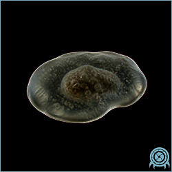Department of Scientific Intelligence archive scan of Meboid showing SR388 gelatinous amoeboid macroform, protective membrane, feeding drive, and fission reproduction telemetry.