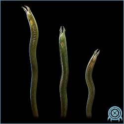 Department of Scientific Intelligence archive signal scan for Mireworm.