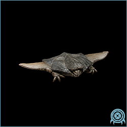 Mumbo wedged inside an SR388 lava-tube fissure, showing its flattened body, small gliding wings, and powerful jumping legs.