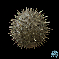 Department of Scientific Intelligence archive scan of Needler showing SR388 adhesive spined sphere anatomy, exterior gill respiration, inflation defense, chemoautotrophic symbiont feeding, and fragmentation development telemetry.
