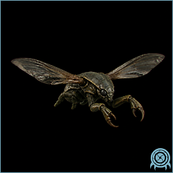 Pincer Fly in profile with broad brown wings, hook-tipped forelegs, and six splayed limbs against a black biological telemetry field.