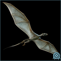 Ply, a small pale flying organism from ZDR with broad membrane wings, a large eye-like head, and a thin barbed tail.