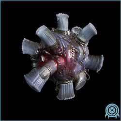 Puffer Mine hovering in a Pirate Homeworld defense corridor, showing cybernetic shell fittings, swollen Phazon-gas body, and patrol sensor hardware.