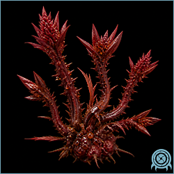 Red Plants, a clustered red thorned flora grouping from SR388 with upright spined stems and dense low growth.