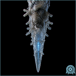 Department of Scientific Intelligence archive signal scan for Rock Icicle.