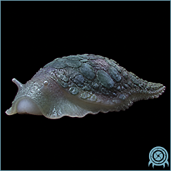 Department of Scientific Intelligence archive signal scan for Burenian Sea Slug.