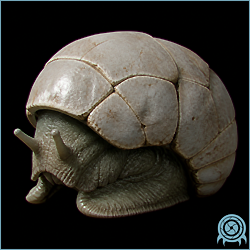 Shelmit, a low-slung ZDR organism with a domed segmented shell, a forward head projection, and short visible limbs.