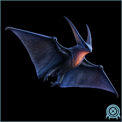 Shriek Bat in flight with broad dark wings, a compact orange head, and hooked rear feet, isolated against a black archive background.