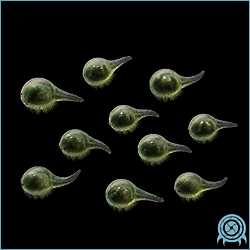 Department of Scientific Intelligence archive signal scan for ZDR Shrimp.