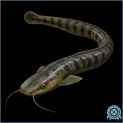 Siluro, a long yellow-striped Burenia fish shown swimming just above a sandy floor.