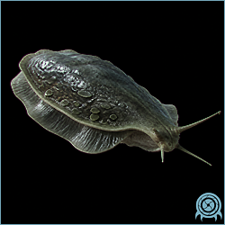 Slidle, a dark low-profile ZDR crawler with a flattened body, a broad trailing edge, and two slender forward feelers.